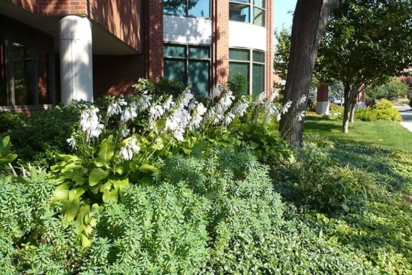 commercial landscape ideas