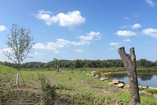 8-Environmental_Sustainability-Vegetation