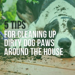 Tips for Preventing and Cleaning Muddy Dog Paws