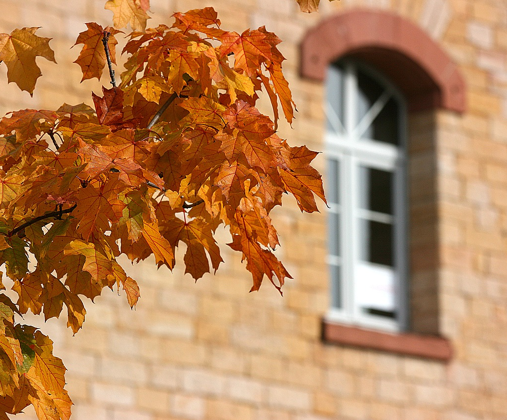 Fall Maintenance Tips For Your Home That Can Save You Money