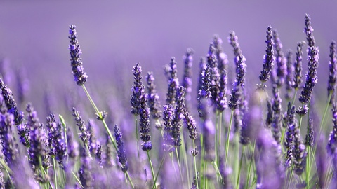 lavender