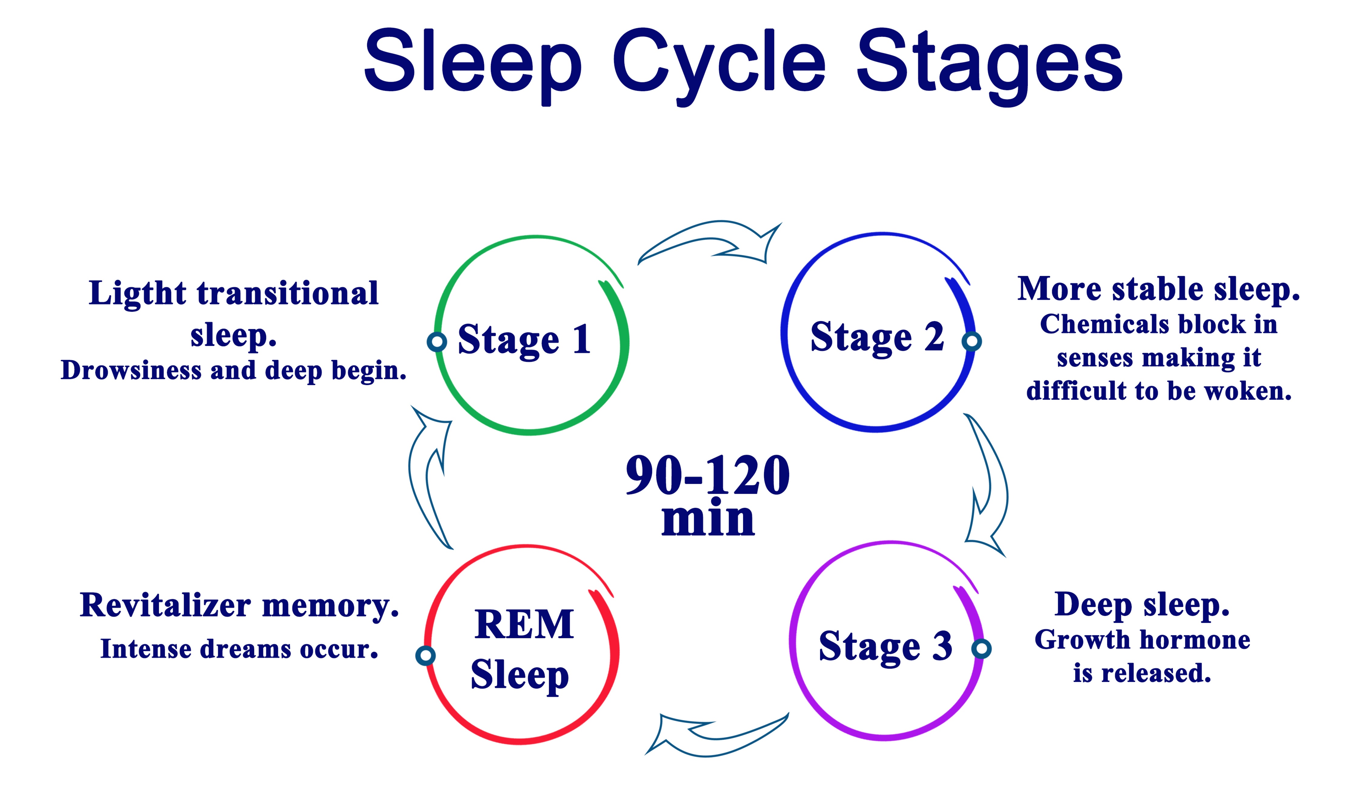 sleep cycle stages