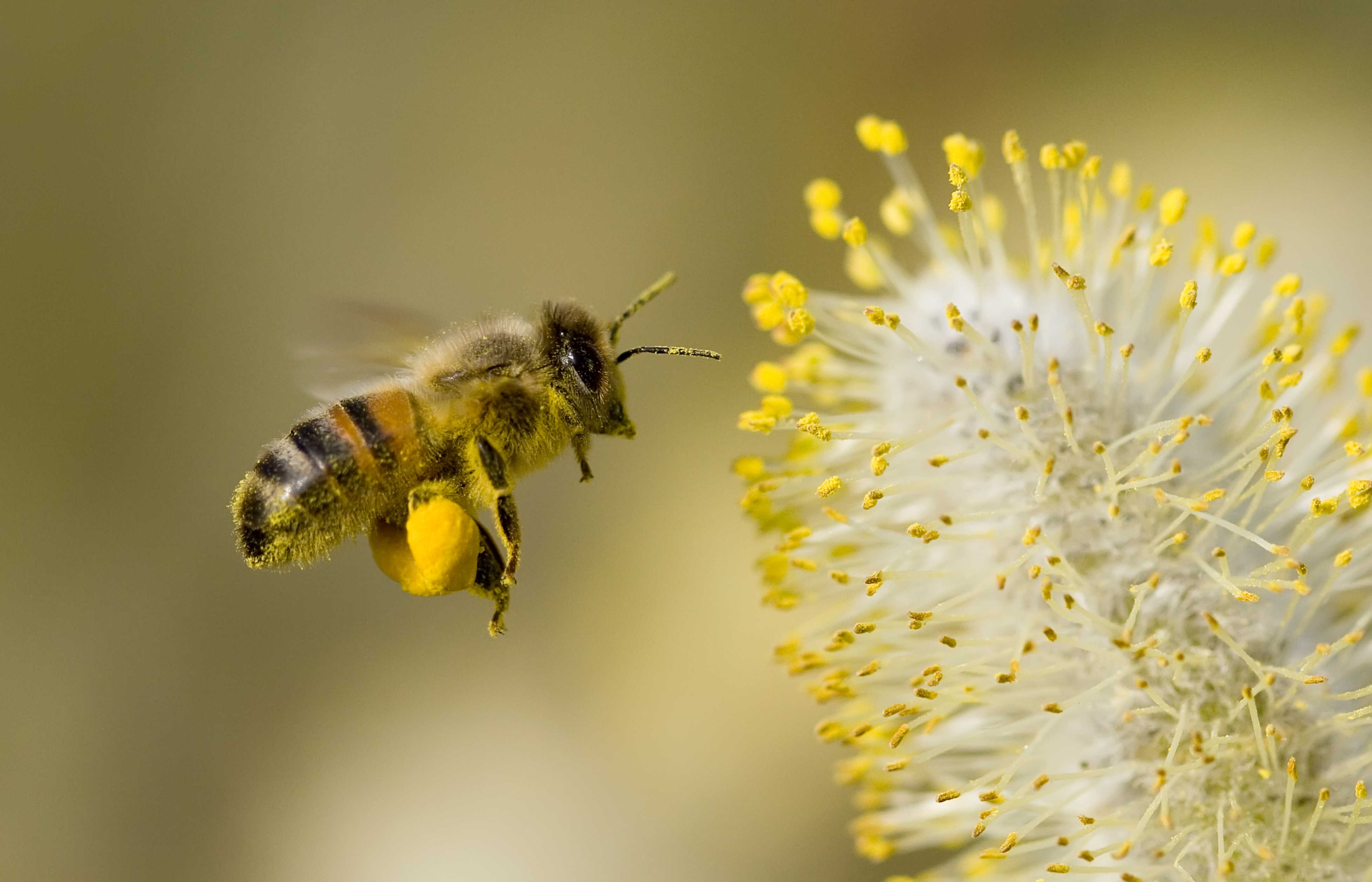 bee collecting pollen