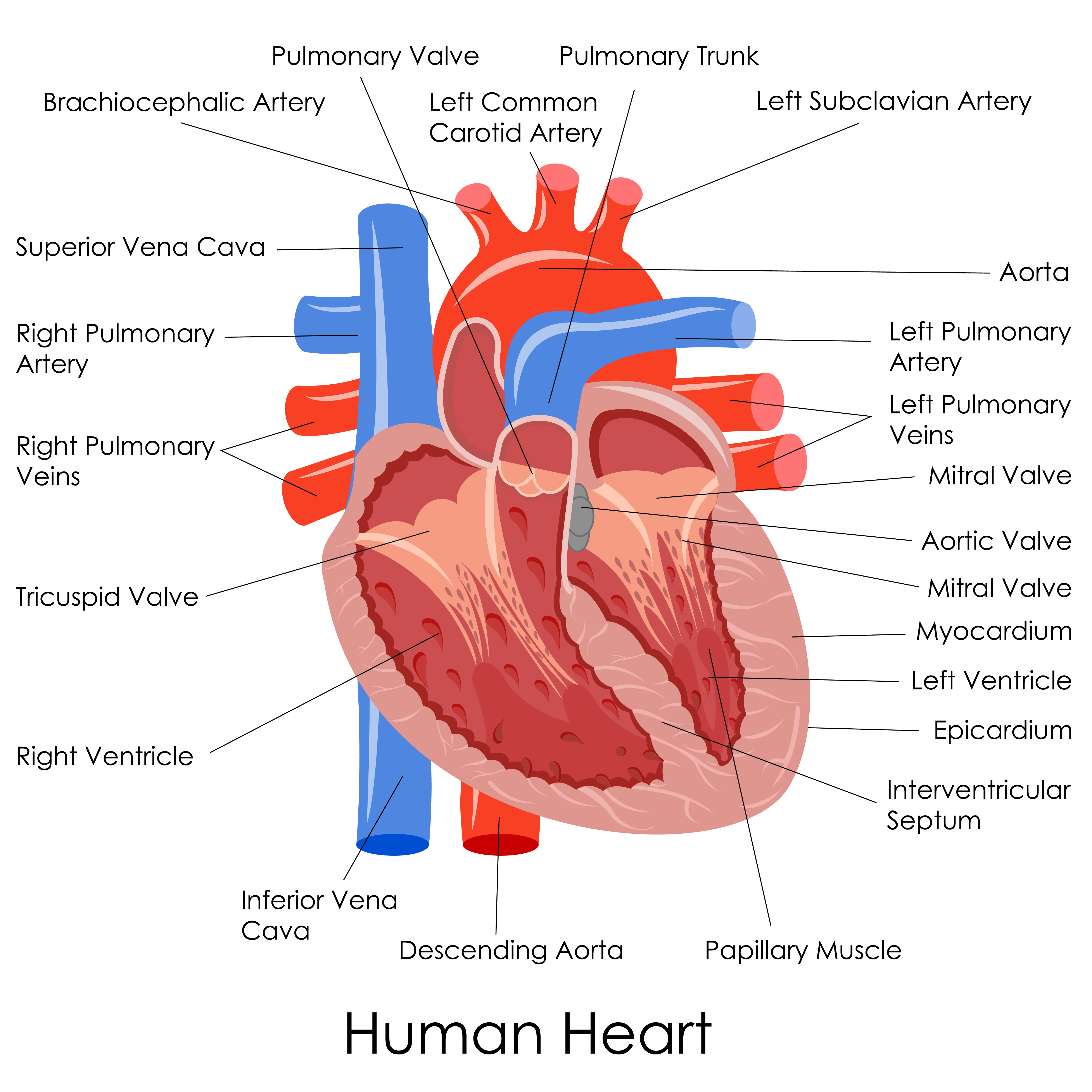 heart anatomy