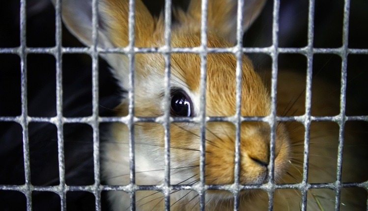 Bad-Rabbit-In-Cage-154847477.jpg