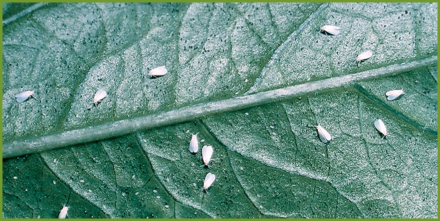 COMMON INSECTS IN HOUSTON LANDSCAPES - WHAT TO LOOK FOR & HOW TO TREAT THEM