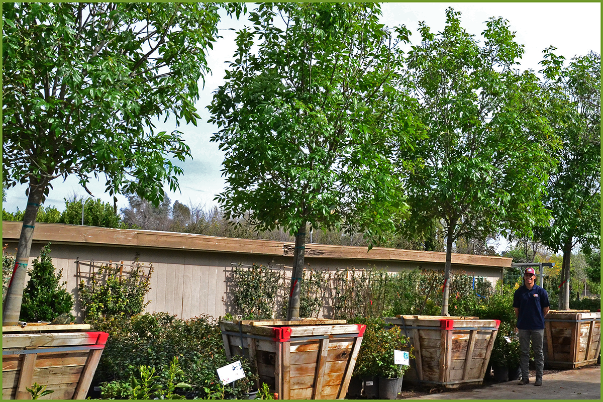 Majestic Ash The Best Shade Tree For Your Home