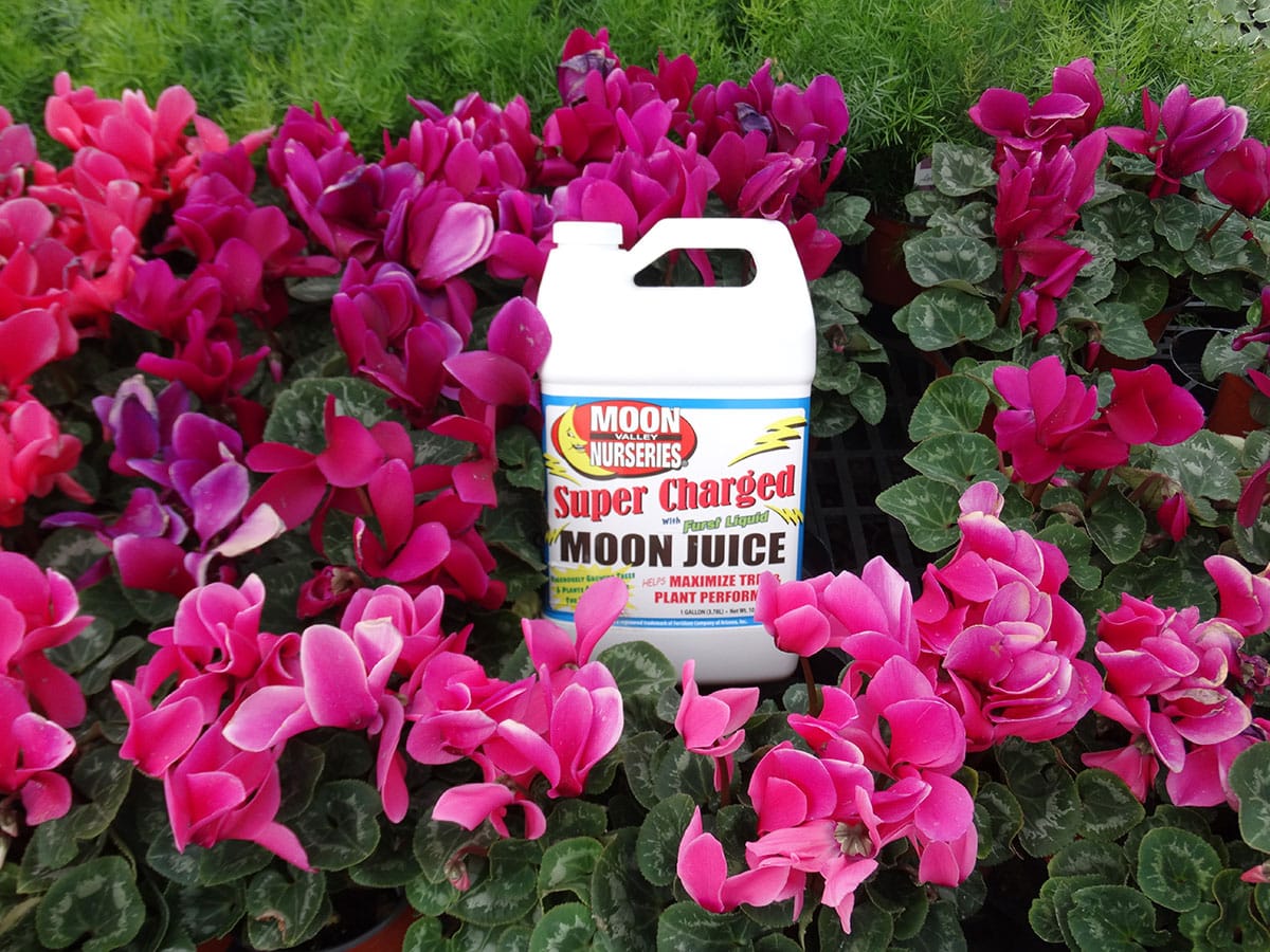  Moon Dust - All Purpose Tree and Plant Food - 20lbs : Patio,  Lawn & Garden