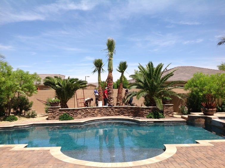 The Best Small Palm Trees To Elevate, Palm Tree Landscaping Around Pool