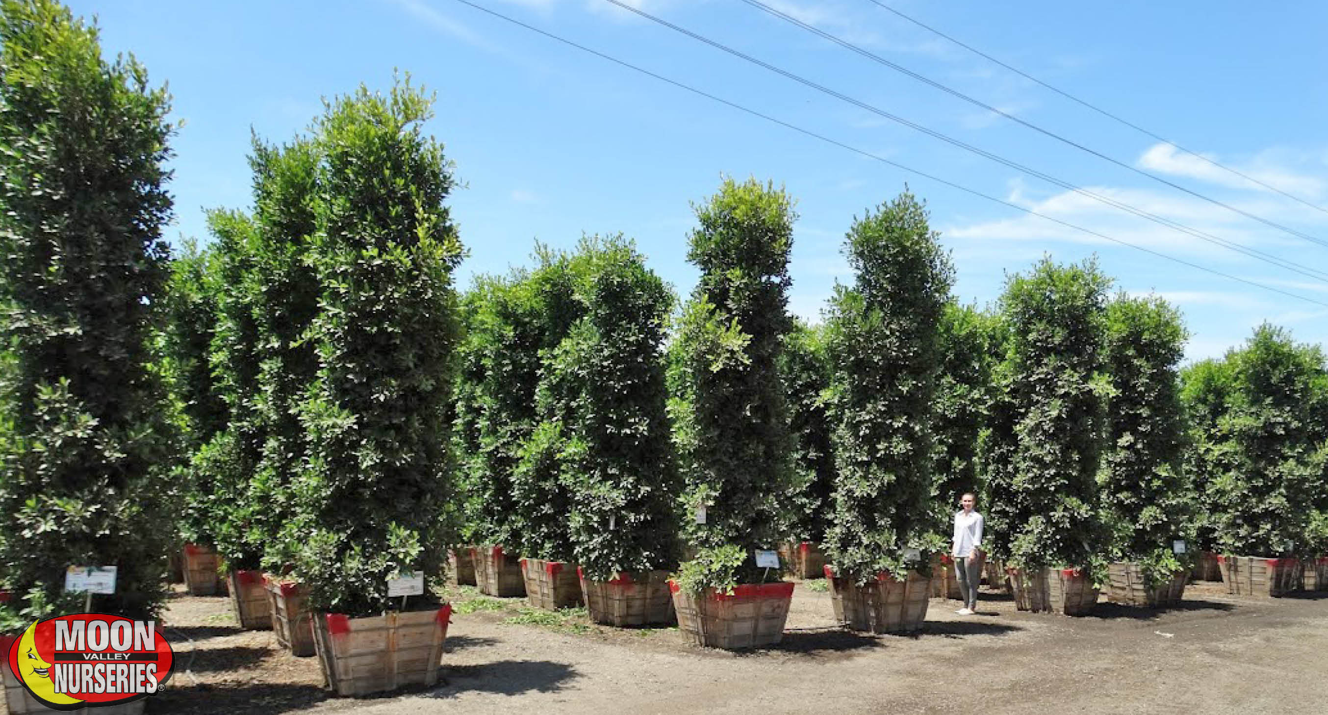 Superior Fast-Growing Evergreen Trees