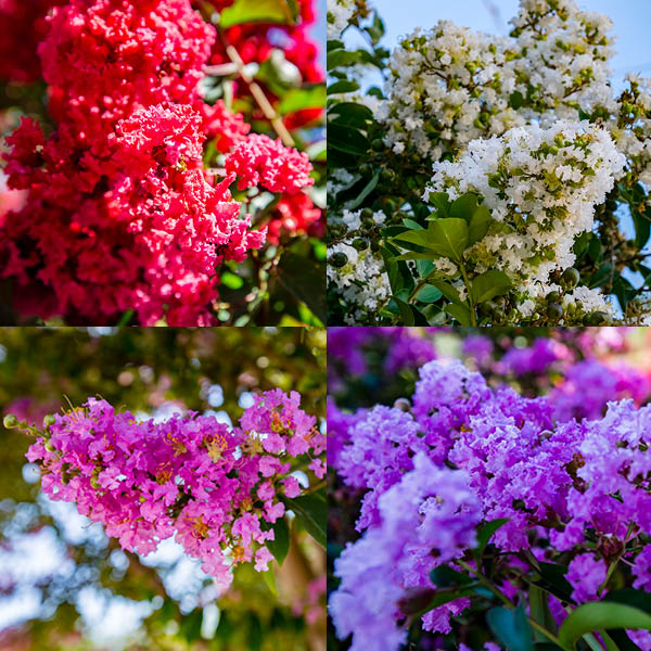 Crape Myrtle Beautiful Flowering Trees for Summer