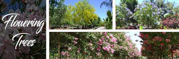 southern ornamental trees