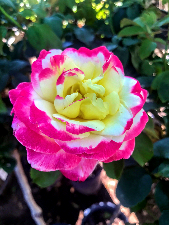 5 Best Roses For Southern California