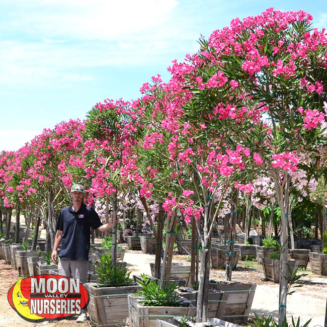 Flowering Desert Trees For Nevada