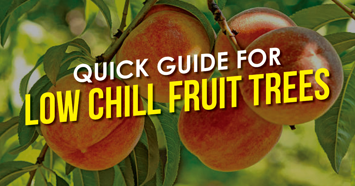 Quick Guide For Low Chill Fruit Trees