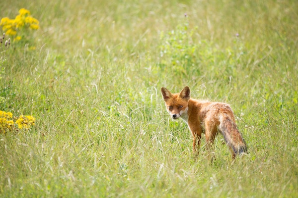 Niche on ylivertaisen relevantti keino päästä shortille