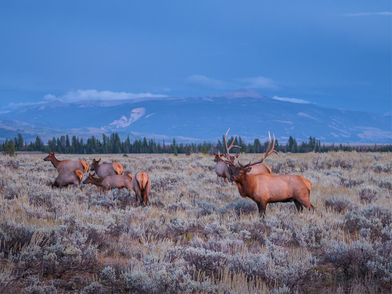 At 310,000 acres, the Grand Teton National Park lies at the heart of the Greater Yellowstone Ecosystem, and is home to an array of wildlife including yellow-bellied marmots, golden eagles and bears 