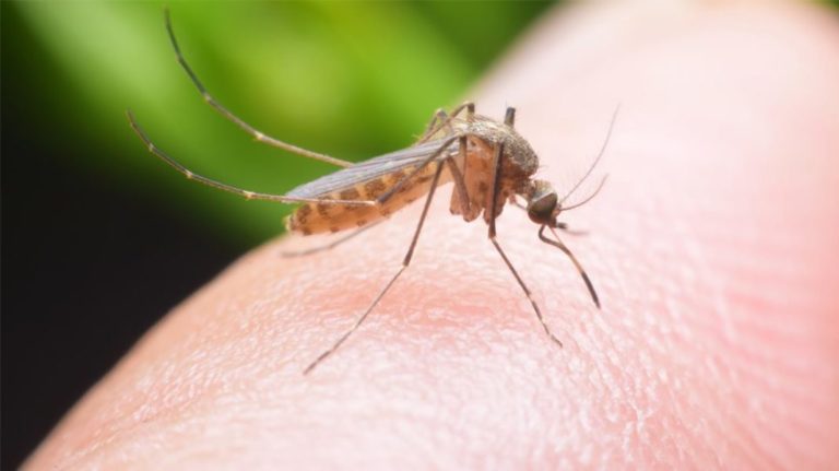 Does Mosquito Spraying Work in Milwaukee & Waukesha?