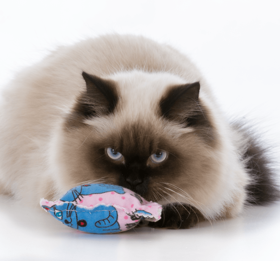 Keep Your Snowed-In Pets Amused With These DIY Pet Toys Cat Image