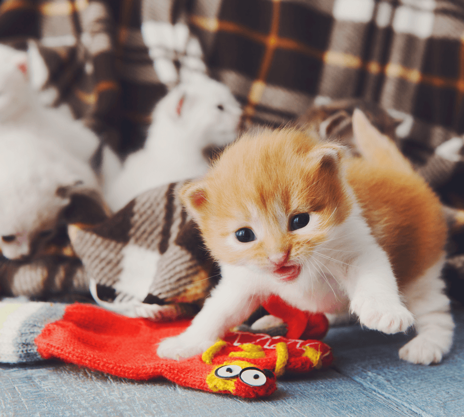 Keep Your Snowed-In Pets Amused With These DIY Pet Toys Kitten Image