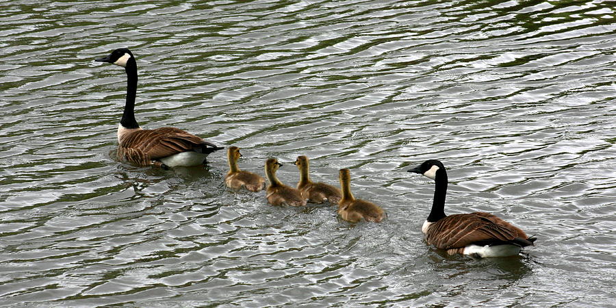 Ducks-In-Row.jpg