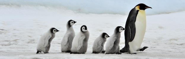Penguin_habitat_feature1.jpg