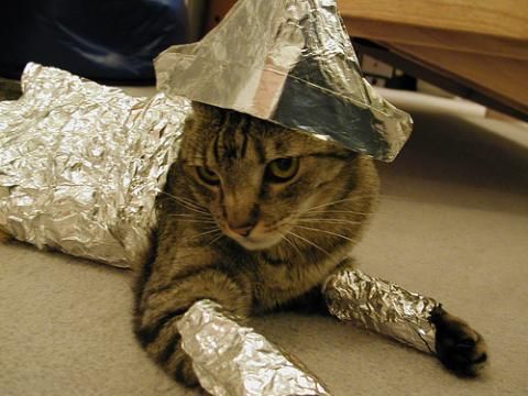 foiling-cat-actual-cat.jpg