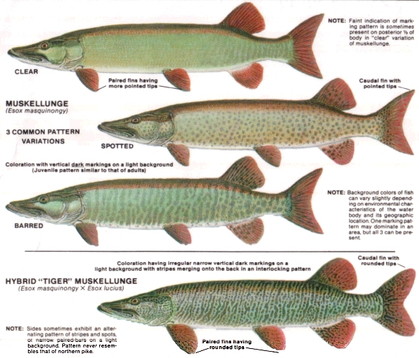 Anatomy of Muskie