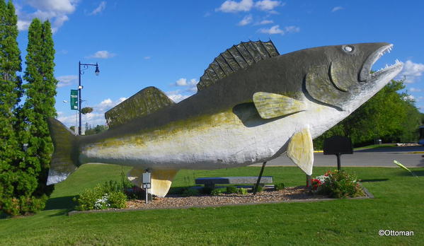 Wally, the walleye, at Petrie Island, Originally crafted as…