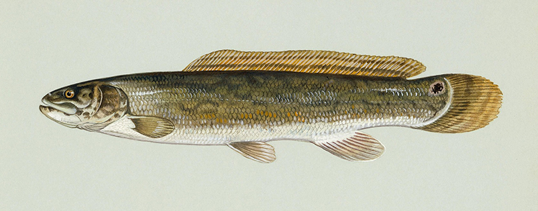 Bowfin Anatomy