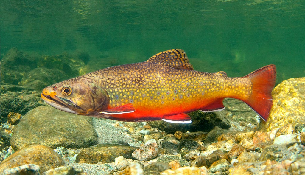 Brook Trout