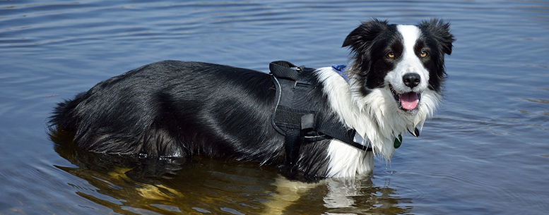 Dog PFD