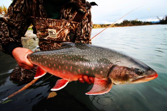 Dolly Varden (aka Bull Trout)