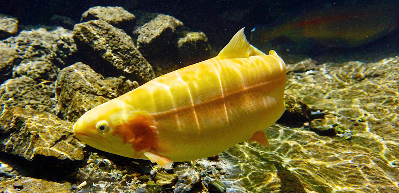 Golden Trout