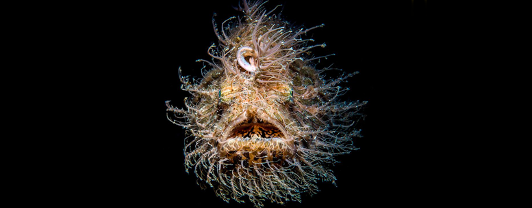 Hairy Frogfish