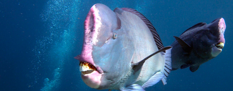 Hump Head Fish