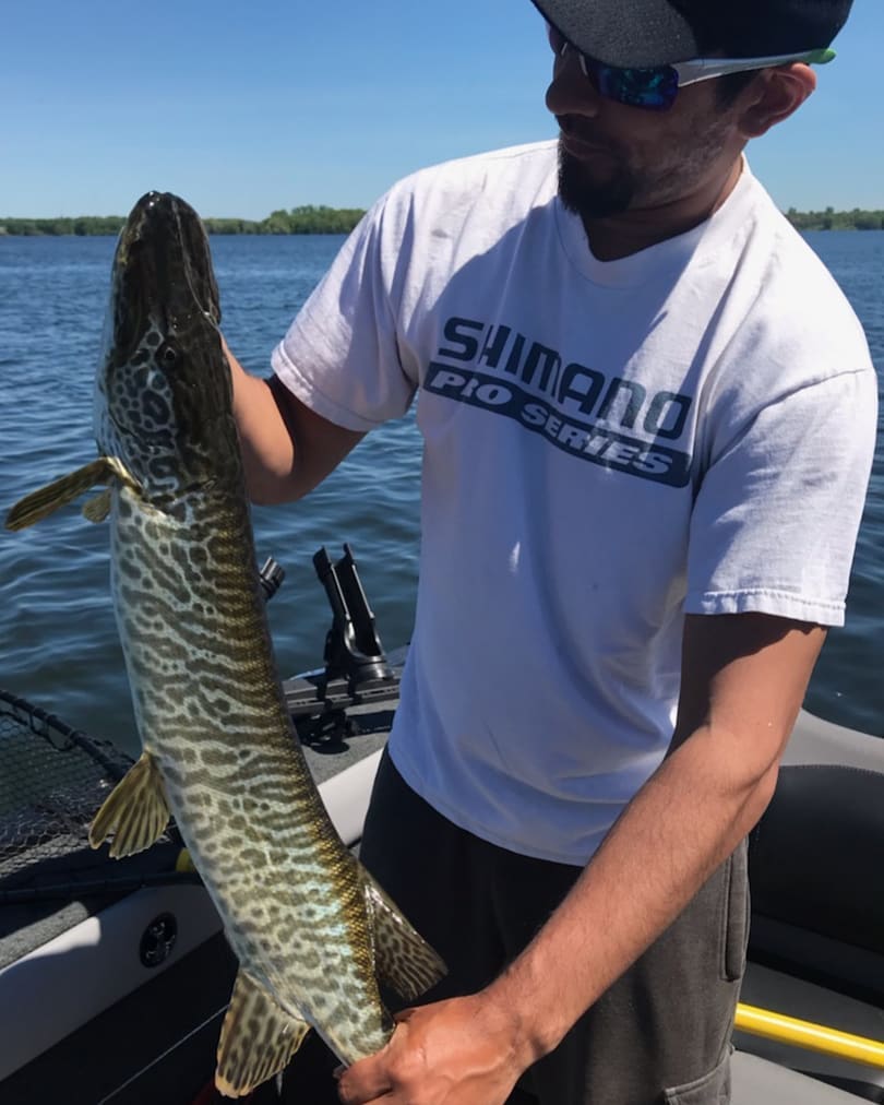 Hybrid White Muskie