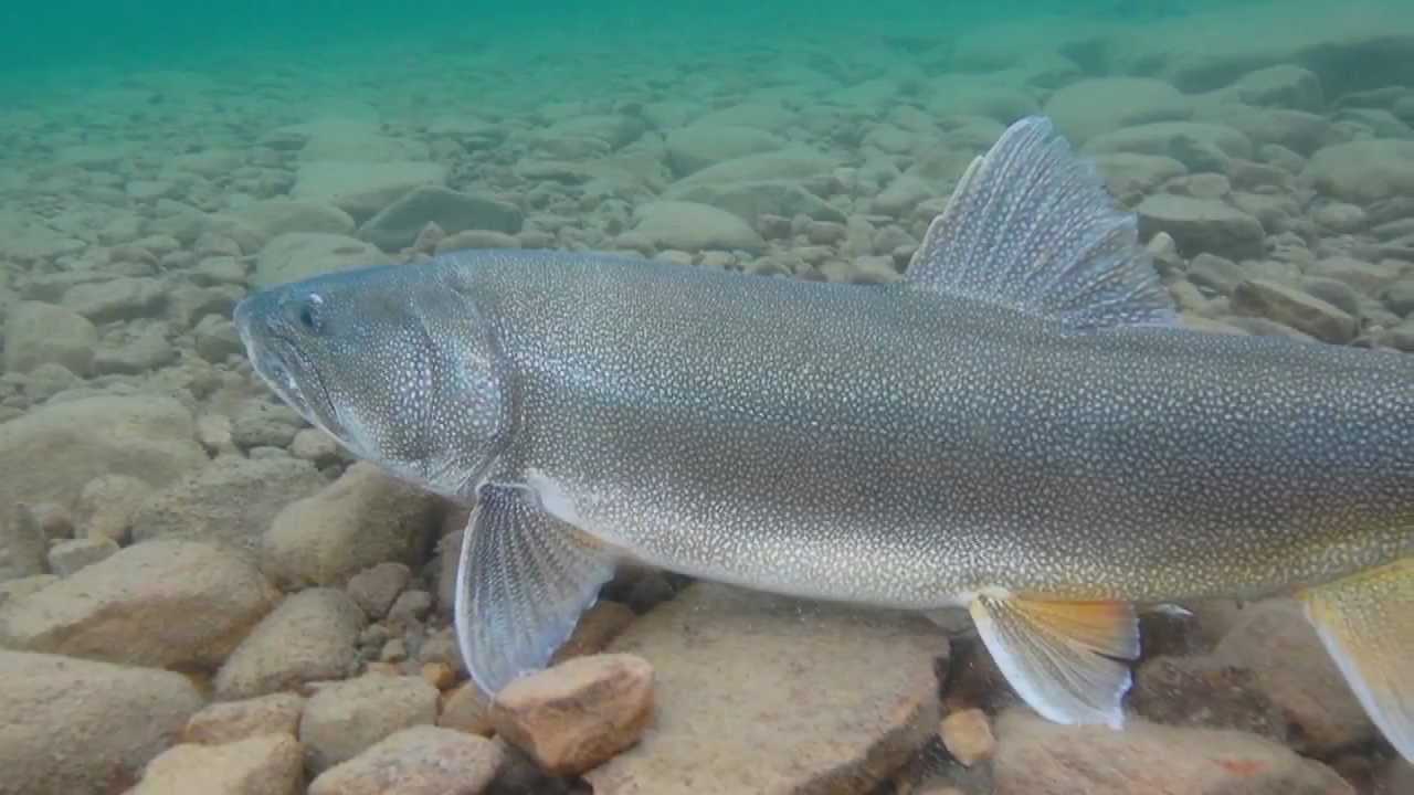 Lake Trout 