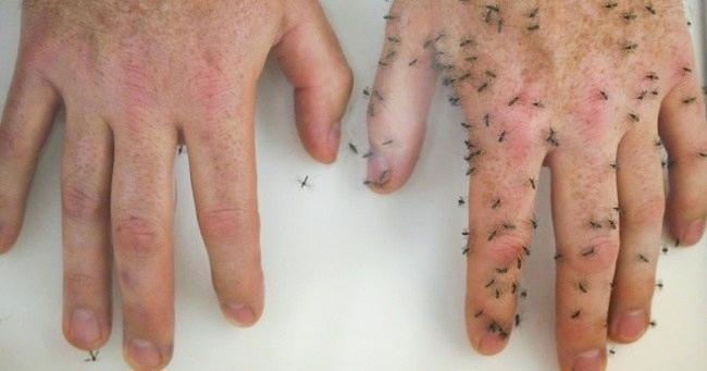 Two hands - one with mosquitos one without