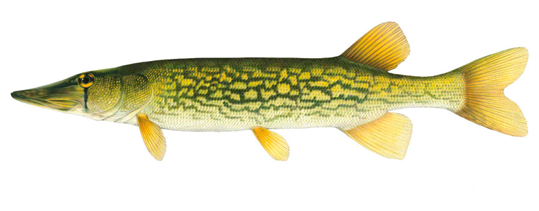 Pickerel