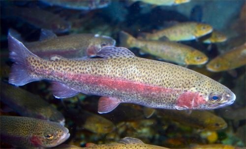 Rainbow (Steelhead) Trout