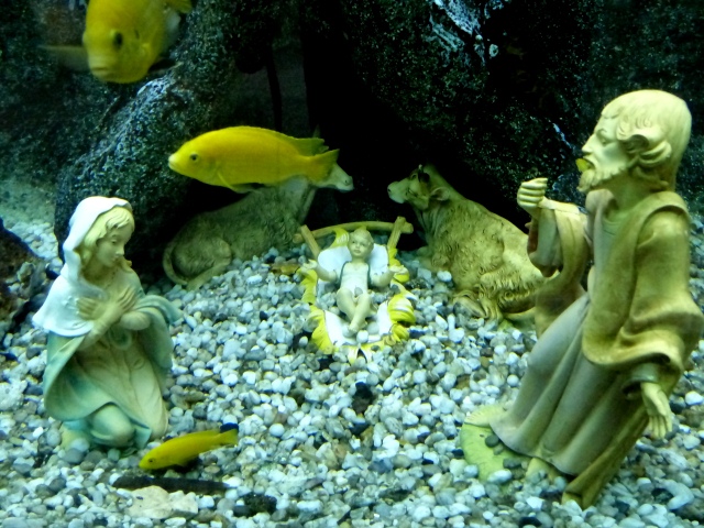 Underwater Nativity 