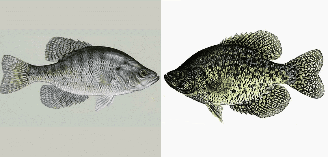 black-and-white-crappie