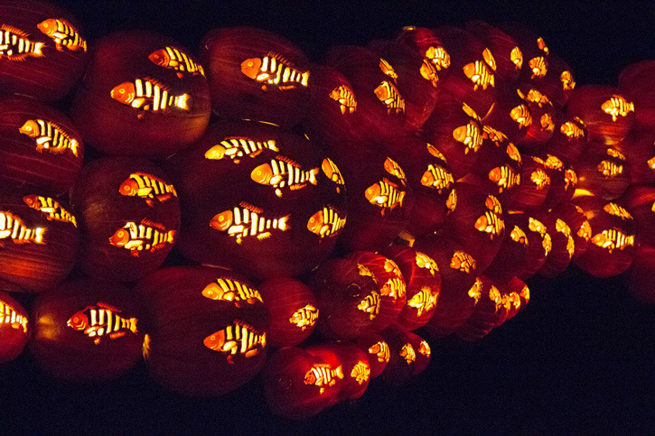 content_c7-Photo-Courtesy-of-RISE.-Sea-of-Pumpkin-Fish.-The-Rise-of-the-Jack-O_Lantern-Festival