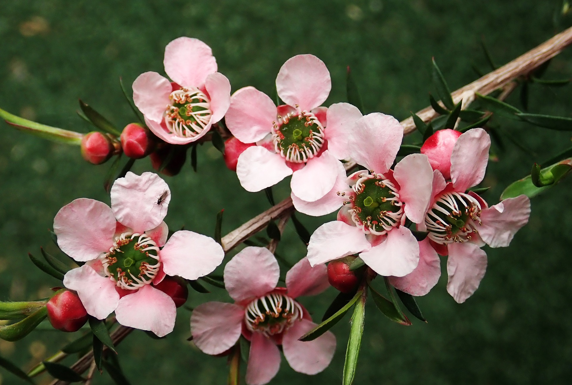 Natural Tea Tree Flowers