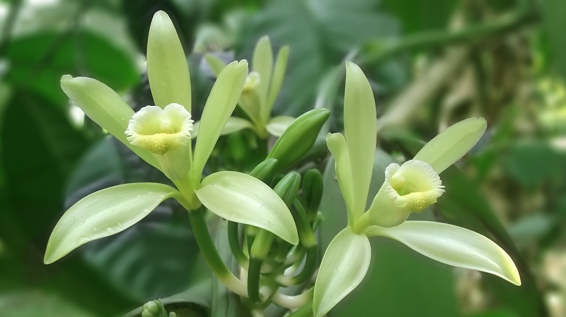 Vanilla Flowers