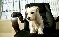 small dog in chair