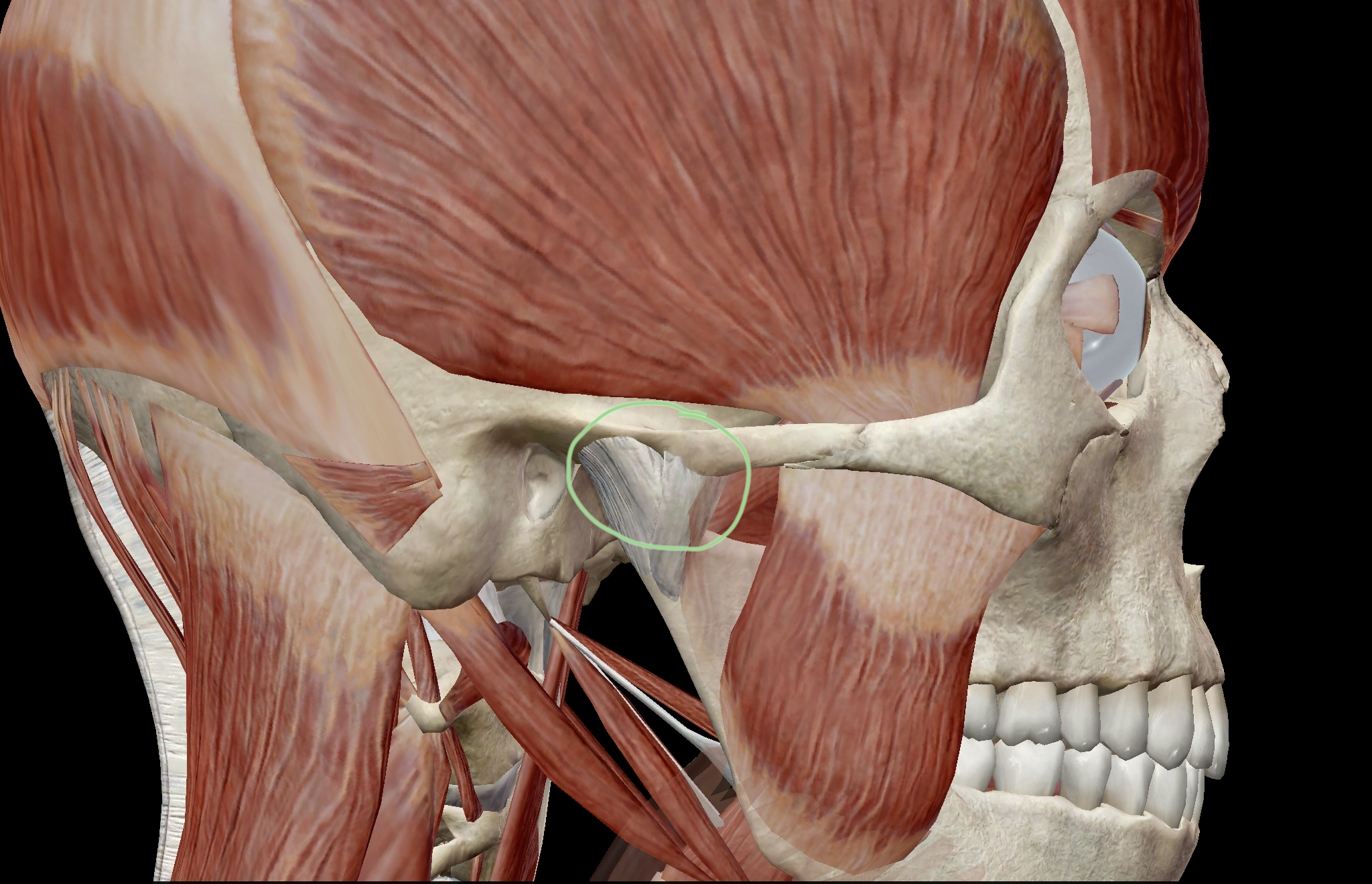 Chew on This: A Look at the Temporomandibular Joint and TMD