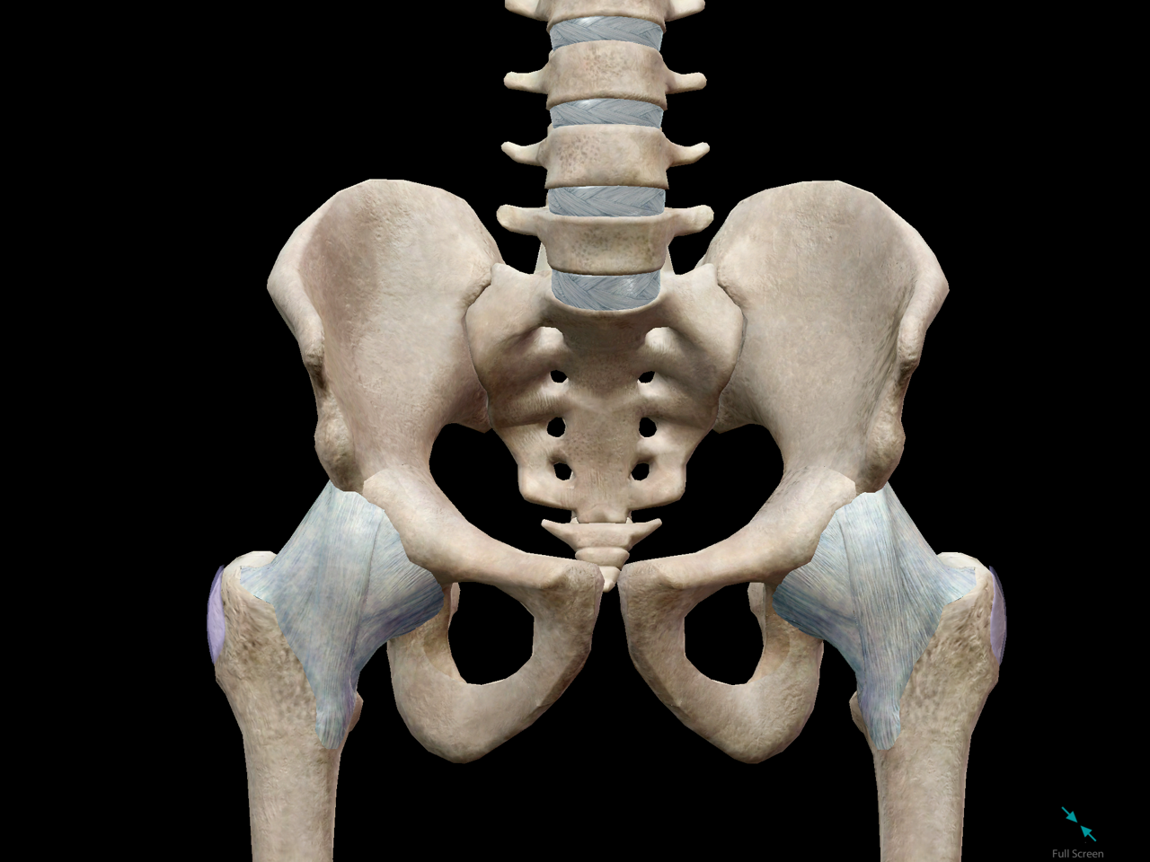 图1-1-14 骶骨和尾骨-基础医学-医学