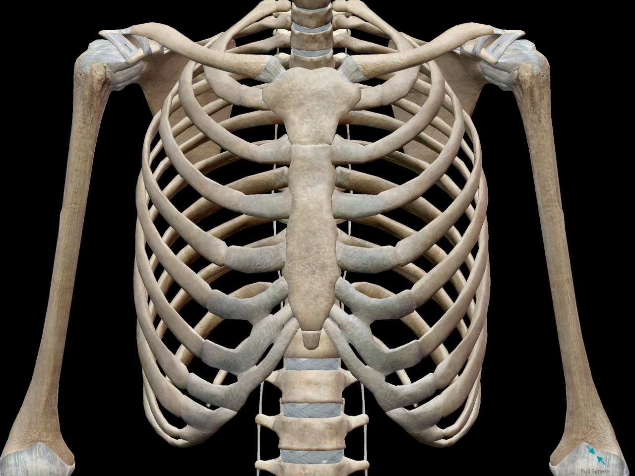 Anatomy Diagram Rib Area / Illustration Human Chest Ribs And Organs #8251677 Framed ...